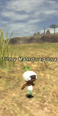 Tiny Mandragora.jpg