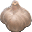 Bulb of shaman garlic