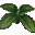 Four-leaf mandragora bud