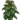 Clump of akasoicon.png